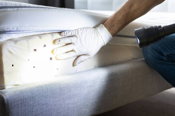 Best Mosquito Control Services  in Dublin, VA